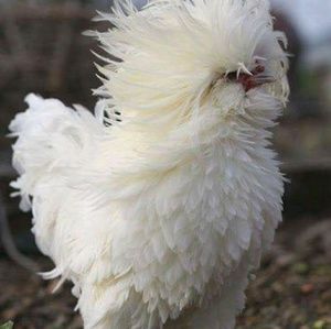 Meet your Posher, Marlene